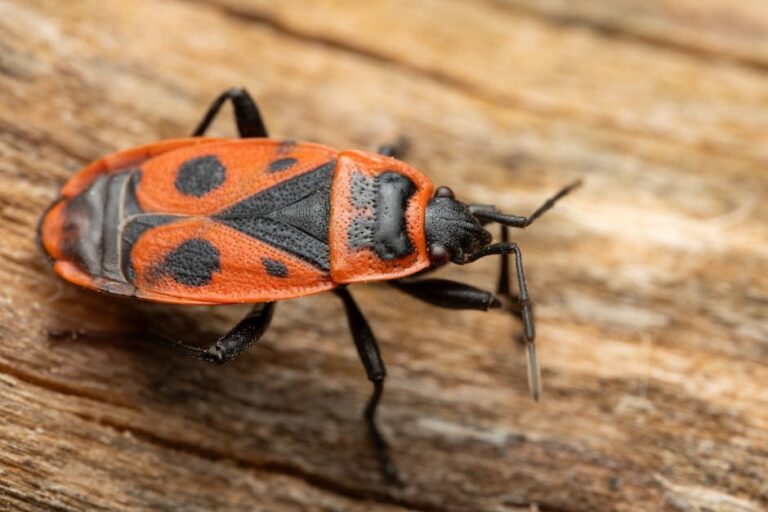 Bedbug Extermination