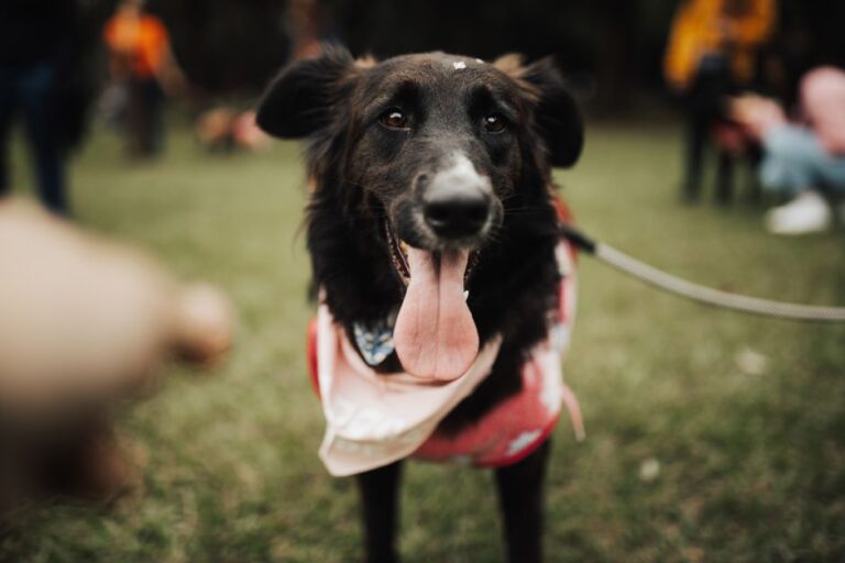 犬のしつけ教室
