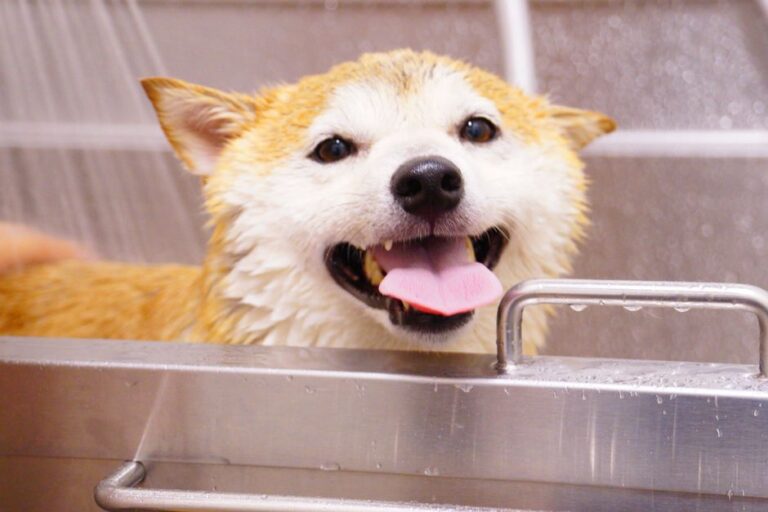 peluquería canina cerca