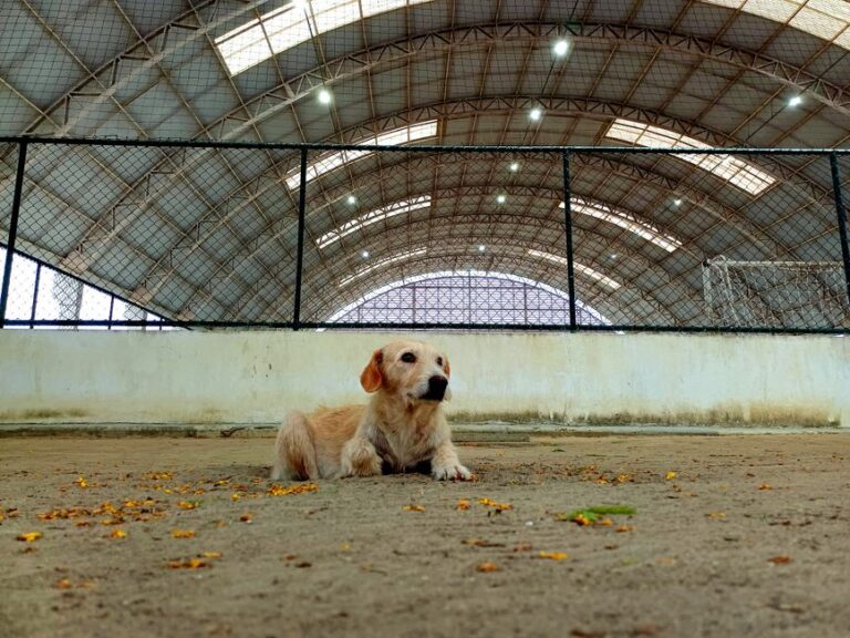 犬の保育園